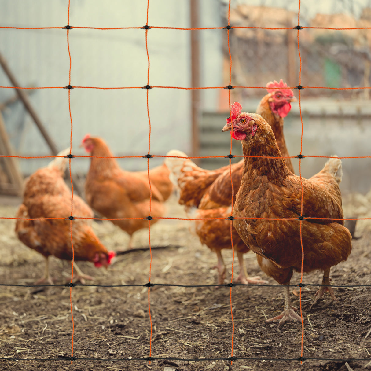 Rete arancione per recinti elettrici, con pollame marrone che si muove su terreno fertile, ideale per la sicurezza degli animali
