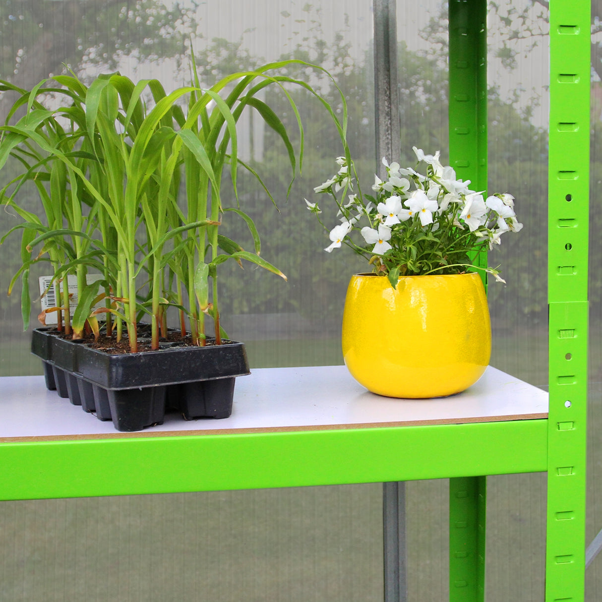 Serra da giardino grigio con piante verdi in vaso nero e fiori bianchi in un vaso giallo brillante su ripiano bianco