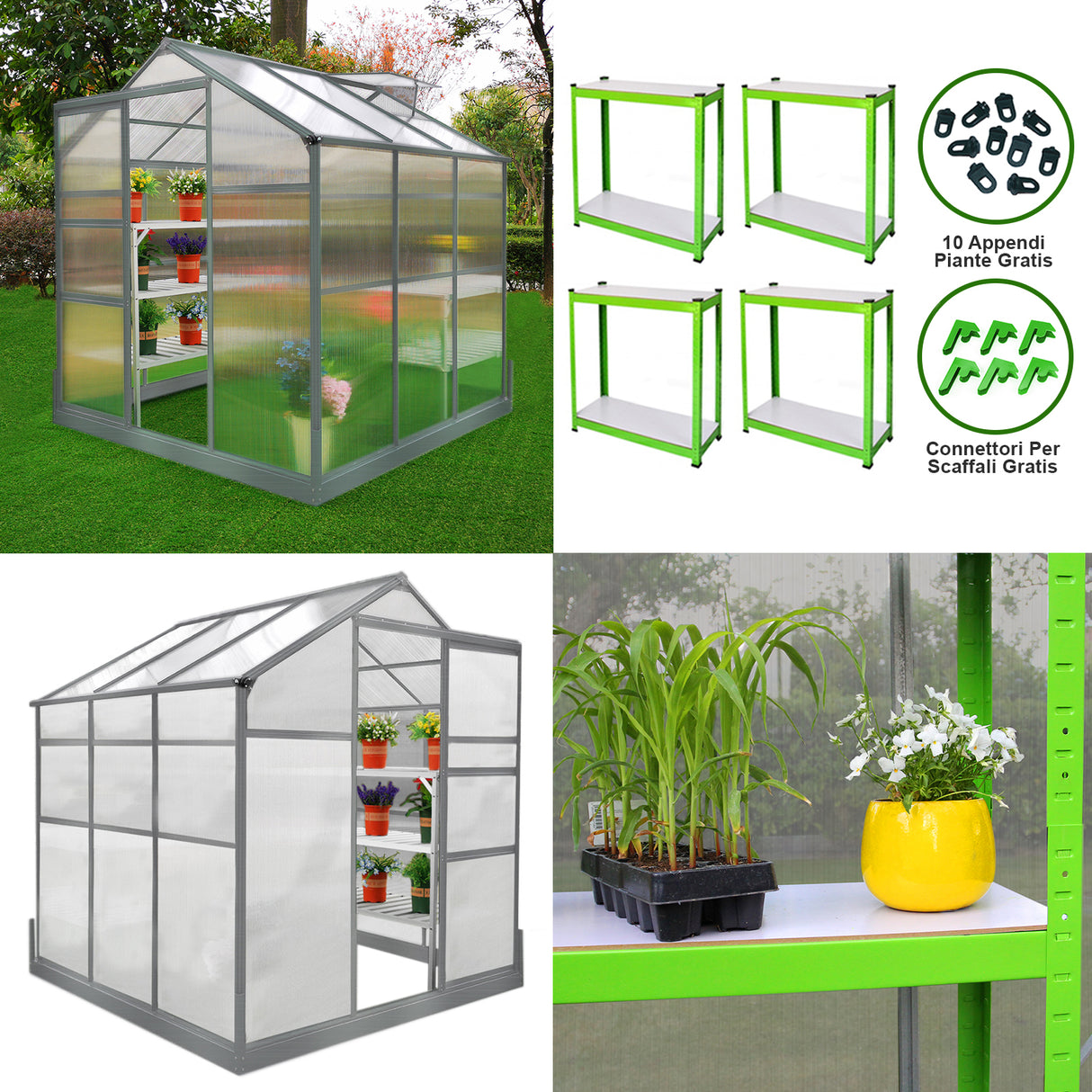 Serra 6x6 piedi con struttura verde, pareti trasparenti, piante in vaso, scaffali interni e accessori per il giardinaggio inclusi