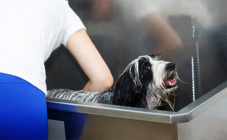 Cane bagnato in una vasca professionale, con pelo lungo e morbido, mentre un toelettatore lo lava con cura e attenzione