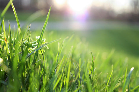 Prato verde brillante con erba alta e fresca, illuminato dalla luce del sole primaverile, sfondo sfocato e luminoso